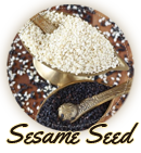 Sesame Seed »